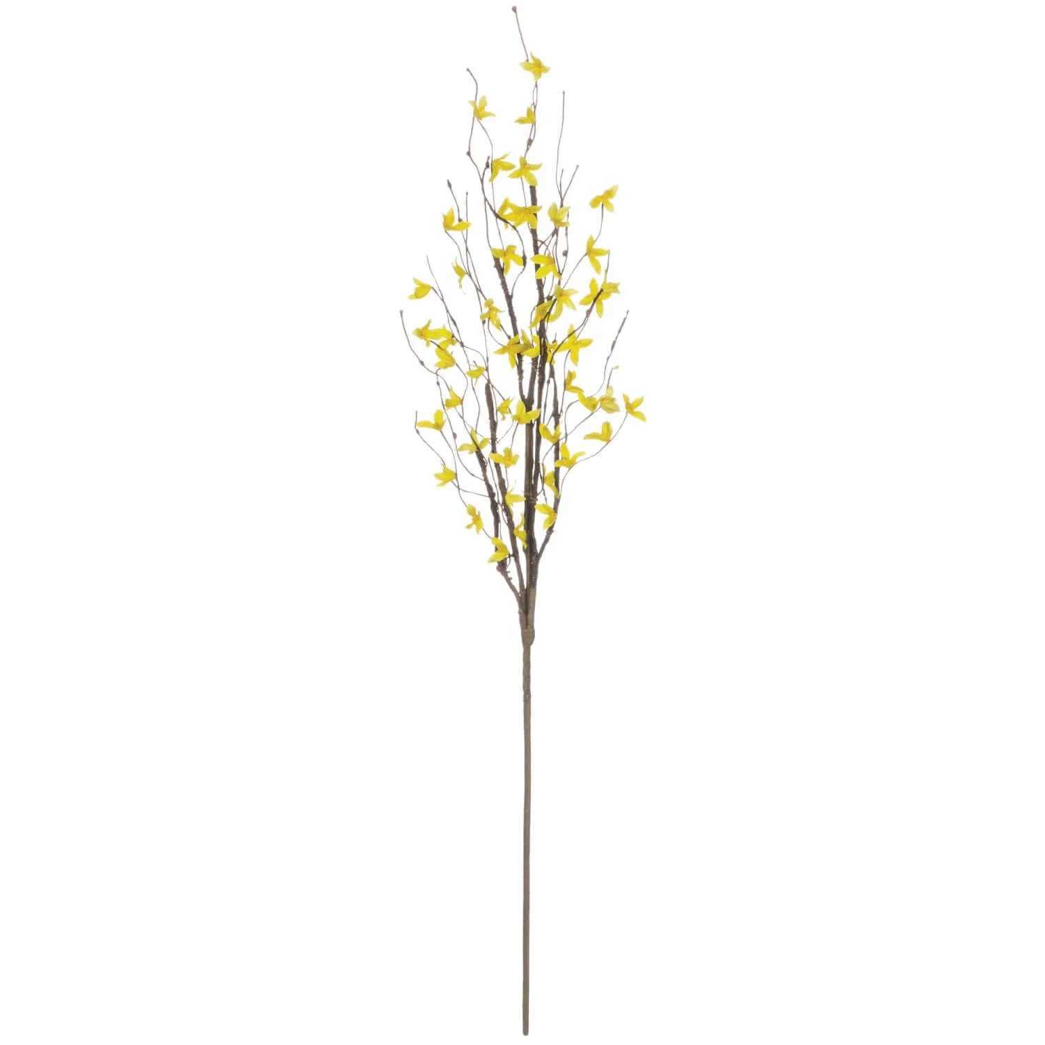 Forsythia Spray