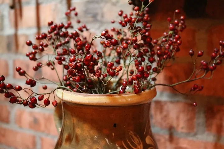 Fresh Rosehip Bunch Perfect for the Holidays